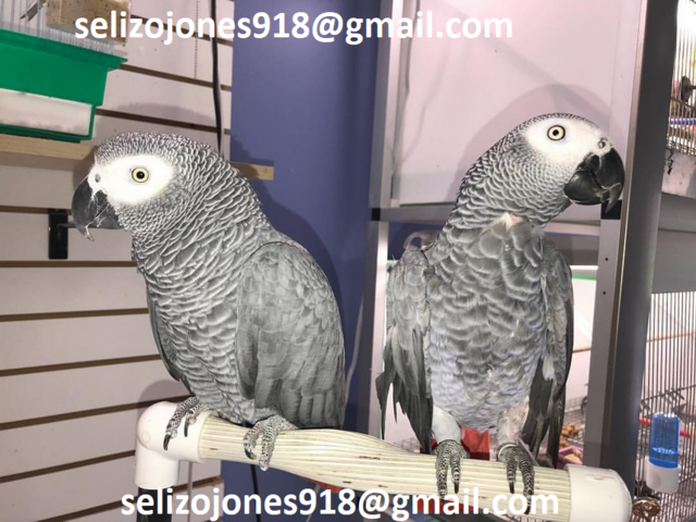 Exotische Vögel & Bruteier