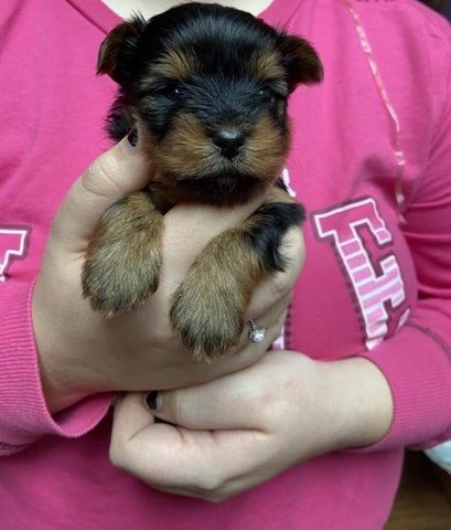 Bezaubernde Yorkshire-Terrier-Welpen suchen ein liebevolles Zuhause.