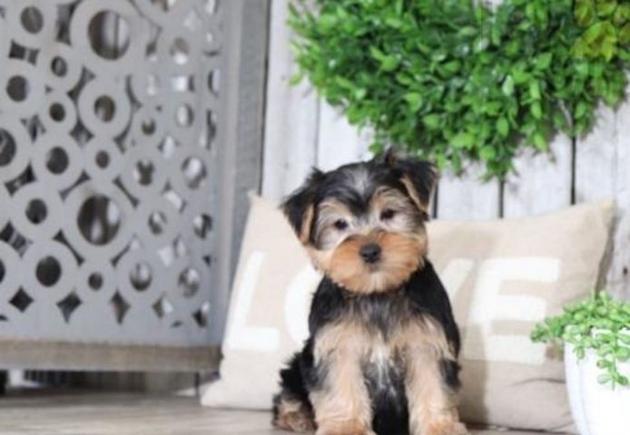 Bezaubernde Yorkshire-Terrier-Welpen suchen ein liebevolles Zuhause.