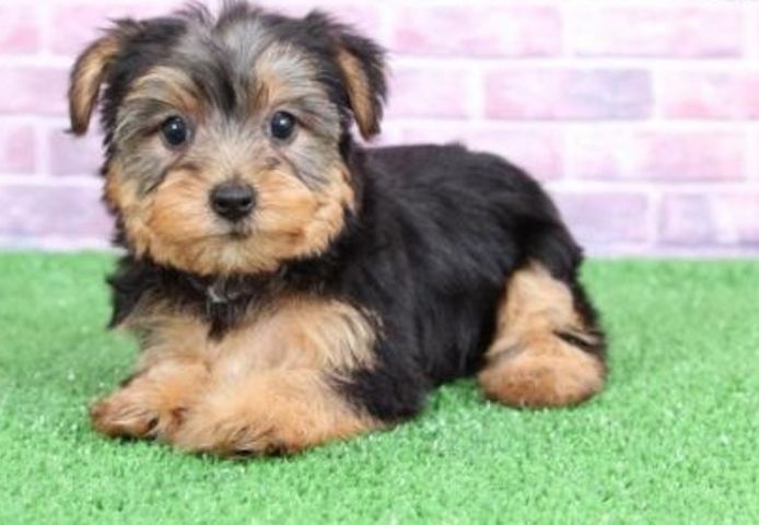 Bezaubernde Yorkshire-Terrier-Welpen suchen ein liebevolles Zuhause.