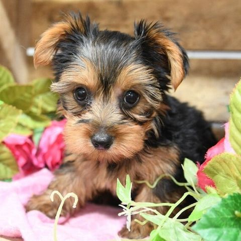 Bezaubernde Yorkshire-Terrier-Welpen suchen ein liebevolles Zuhause.