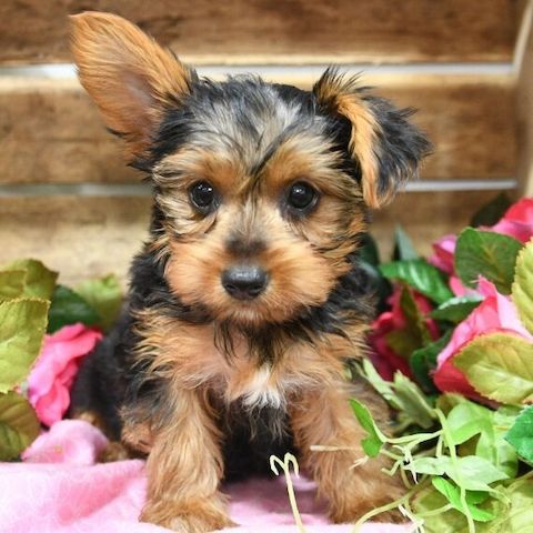 Bezaubernde Yorkshire-Terrier-Welpen suchen ein liebevolles Zuhause.