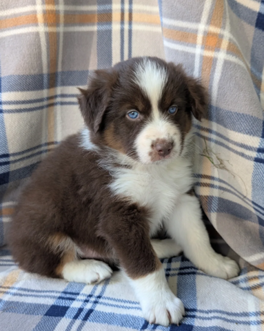 Liebevolle Australian Shepherd Welpen suchen ein liebevolles Zuhause