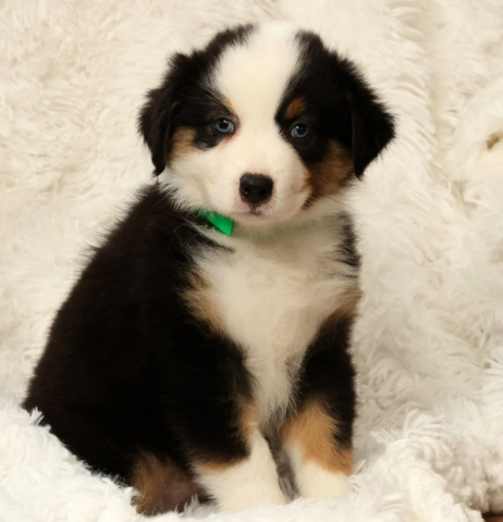 Liebevolle Australian Shepherd Welpen suchen ein liebevolles Zuhause