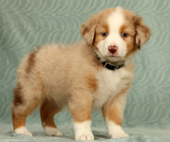 Liebevolle Australian Shepherd Welpen suchen ein liebevolles Zuhause