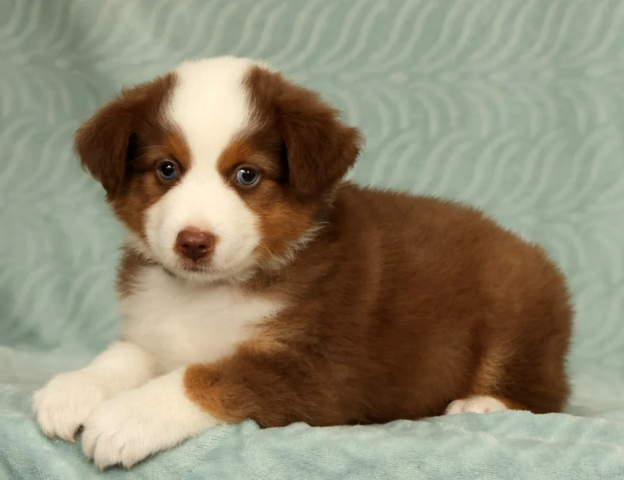 Liebevolle Australian Shepherd Welpen suchen ein liebevolles Zuhause