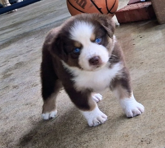 Liebevolle Australian Shepherd Welpen suchen ein liebevolles Zuhause