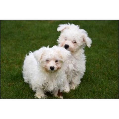 Bishon Frise Welpen