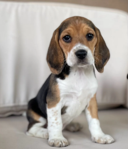 Niedliche Beagle-Welpen abzugeben