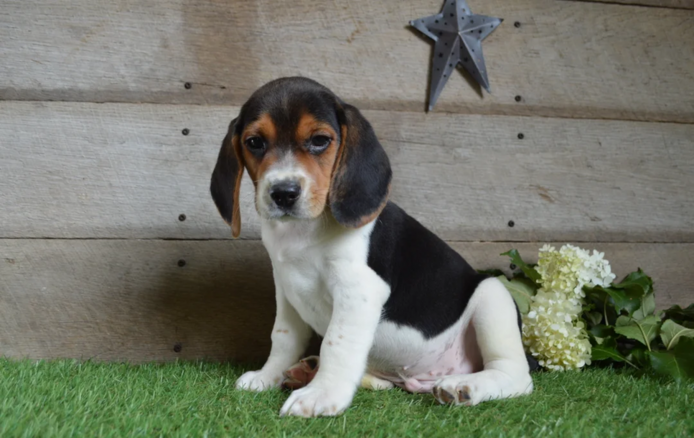 Niedliche Beagle-Welpen abzugeben