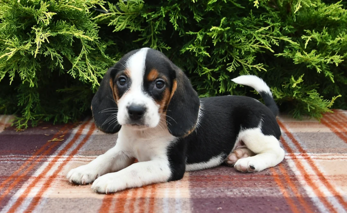 Niedliche Beagle-Welpen abzugeben