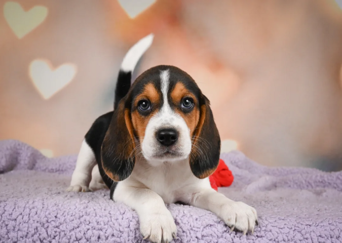 Niedliche Beagle-Welpen abzugeben