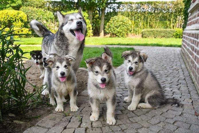 Siberian-Husky-Welpen