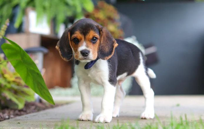 Niedliche Beagle-Welpen abzugeben