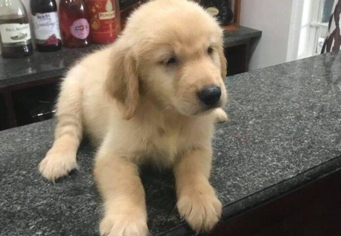 Labrador-Welpen mit KC-Registrierung