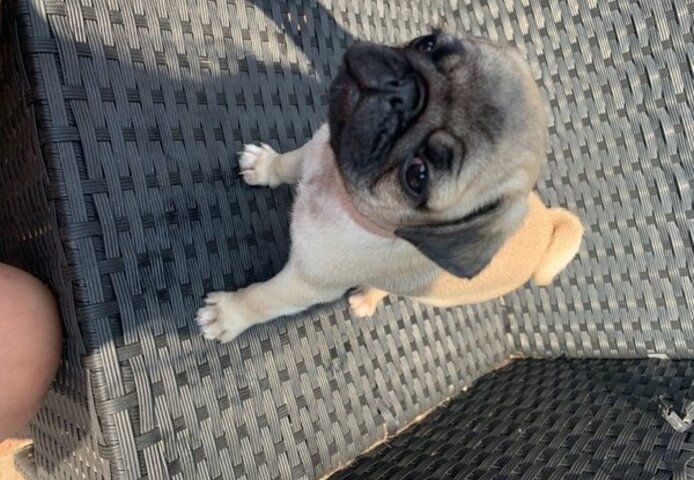 Mops-Welpen