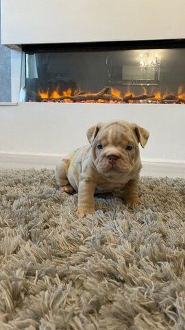 Englische Bulldogge zu verkaufen