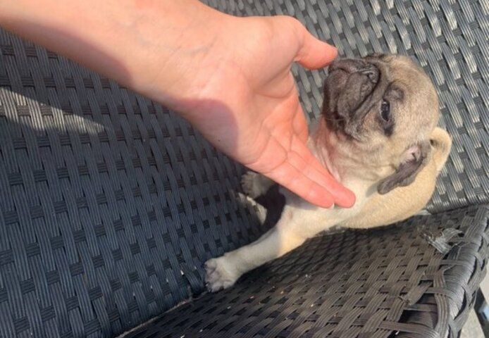 Mops-Welpen