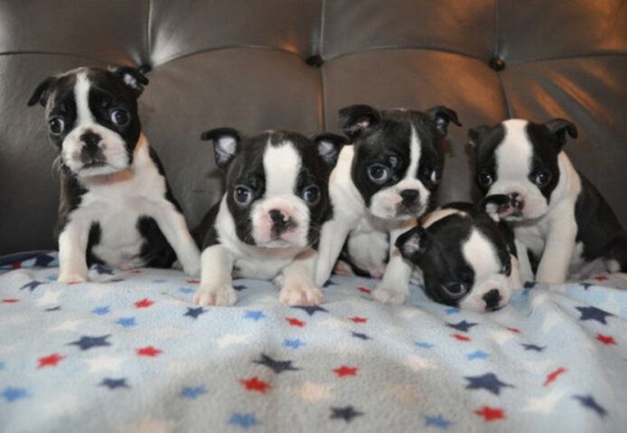 Bullterrier-Welpen