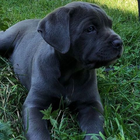 Cane-Corso-Welpen (blau)