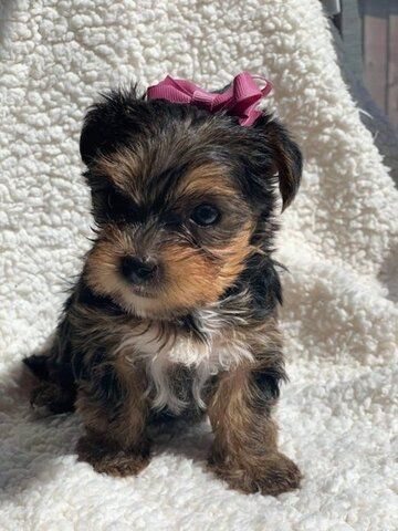 Yorkie Welpen