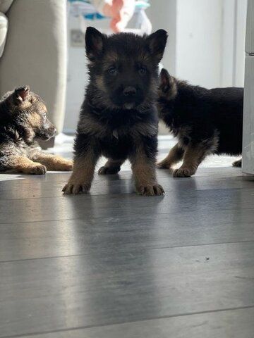 Deutsche-Schäferhund-Welpen
