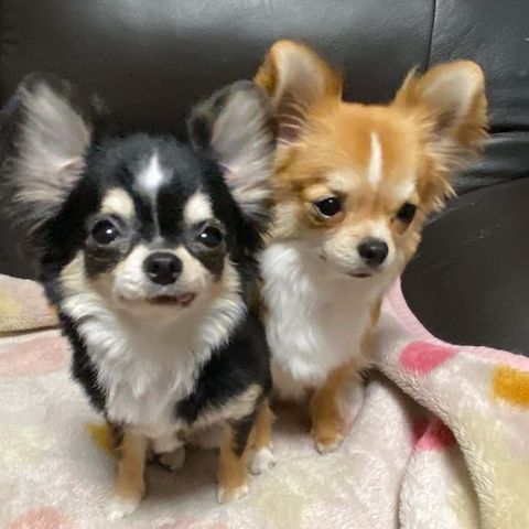 Chihuahua-Welpen