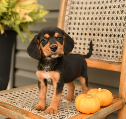 Niedliche Beagle-Welpen abzugeben