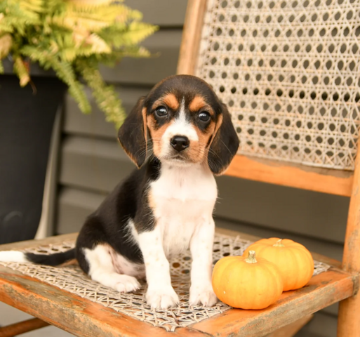 Niedliche Beagle-Welpen abzugeben