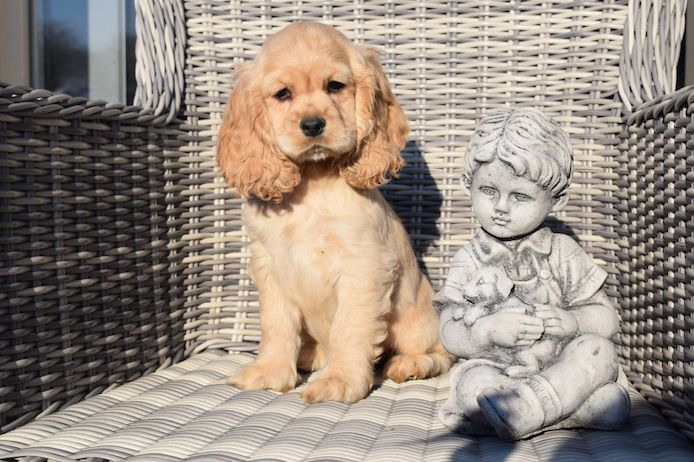 Cocker-Spaniel-Welpen