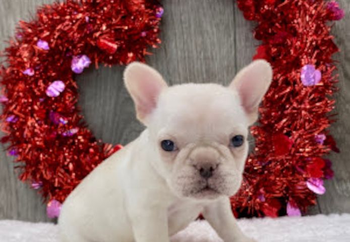 Französische Bulldoggen