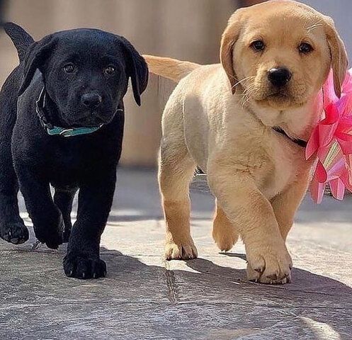 Labrador-Welpen mit KC-Registrierung