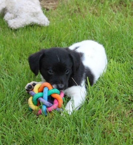 Jack-Russell-Welpen