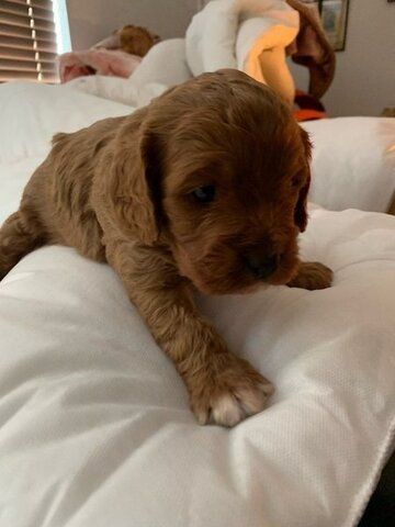 Puddel Welpen