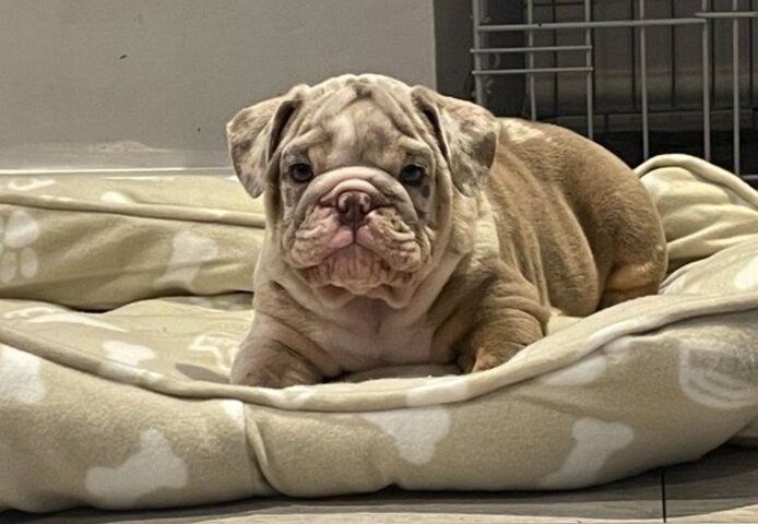 Englische Bulldogge zu verkaufen