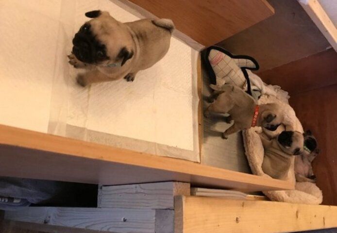 Mops-Welpen