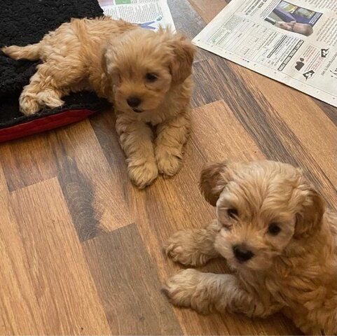 Maltipoo Welpen