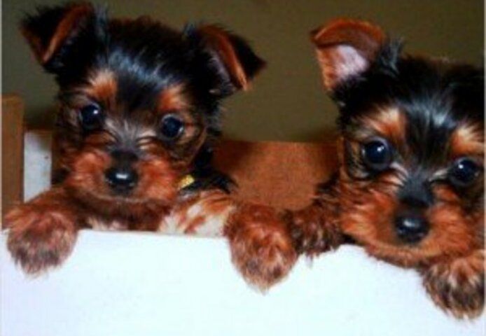 Yorkie Welpen