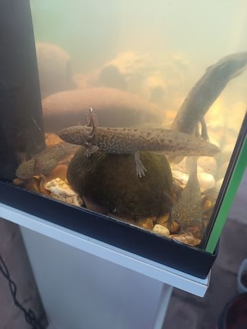 Axolotl Babys braune und Albinos