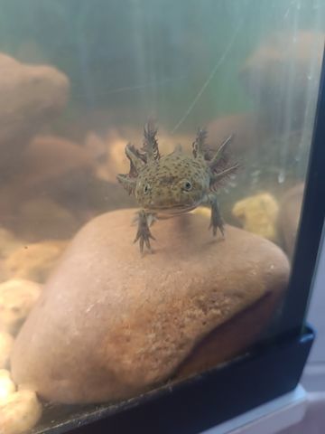 Axolotl Babys braune und Albinos