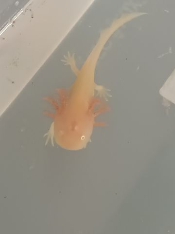 Axolotl Babys braune und Albinos