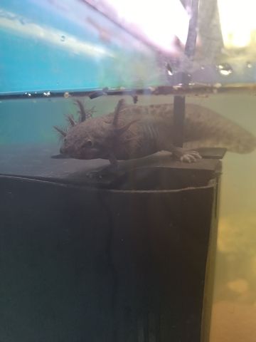 Axolotl Babys braune und Albinos