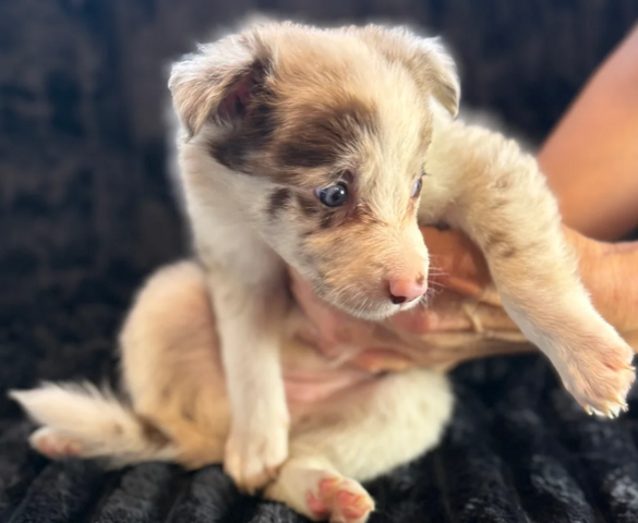 Border-Collie-Welpen suchen ein liebevolles Zuhause