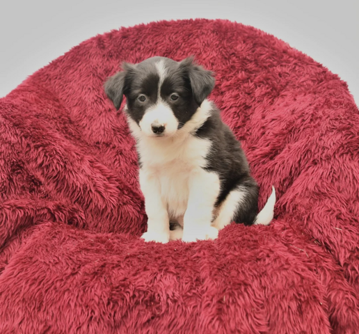 Border-Collie-Welpen suchen ein liebevolles Zuhause