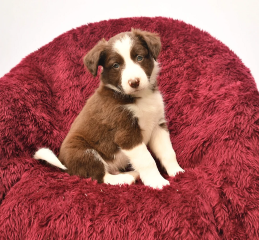 Border-Collie-Welpen suchen ein liebevolles Zuhause