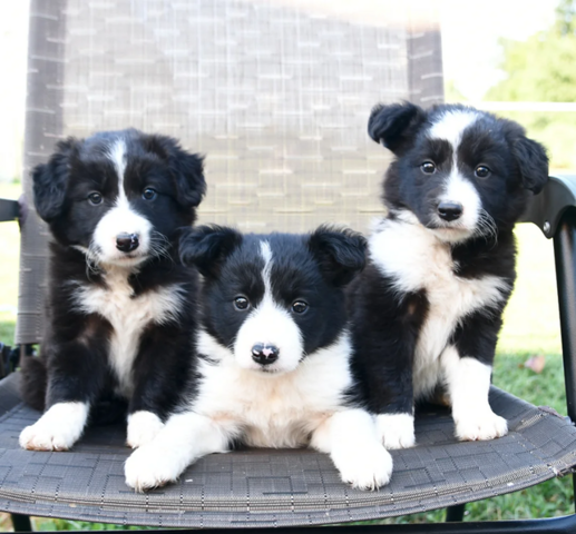 Border-Collie-Welpen suchen ein liebevolles Zuhause