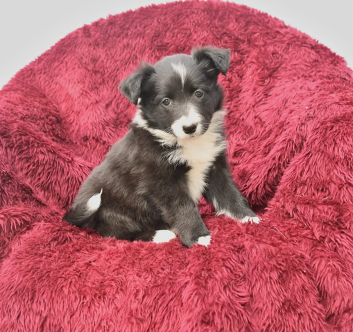 Border-Collie-Welpen suchen ein liebevolles Zuhause