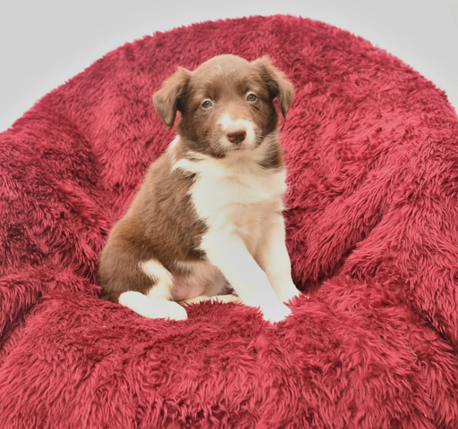 Border-Collie-Welpen suchen ein liebevolles Zuhause
