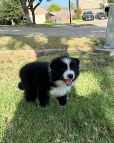 Border-Collie-Welpen suchen ein liebevolles Zuhause