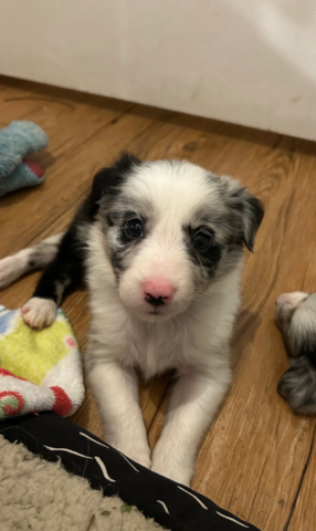 Border-Collie-Welpen suchen ein liebevolles Zuhause